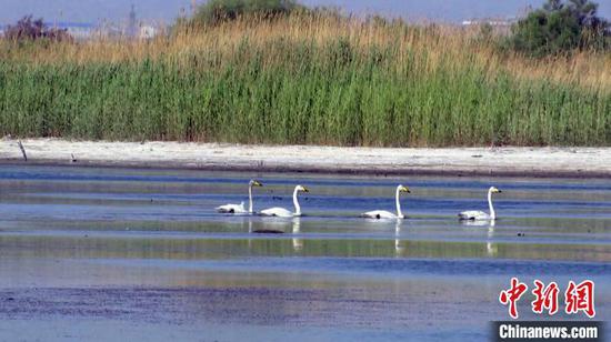 新疆焉耆：相思湖国家湿地公园芦苇摇曳水鸟欢