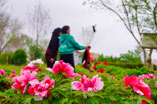 昌吉市濱湖河景區的牡丹園內，游人拍照賞花。