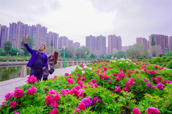 昌吉市濱湖河景區的牡丹園內，游人拍照賞花。
