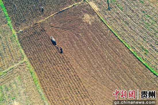 5月7日，在贵州省黔西市锦星镇红旗村，村民在刚收完油菜的地里，抢抓农时赶着牛耕地起垄，种玉米和大豆。