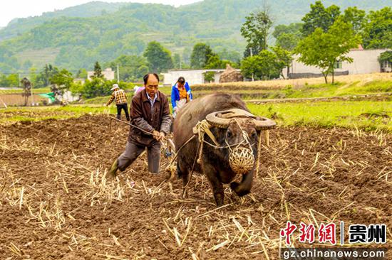 在贵州省黔西市锦星镇红旗村，村民在刚收完油菜的地里，抢抓农时赶着牛耕地起垄，种玉米和大豆。