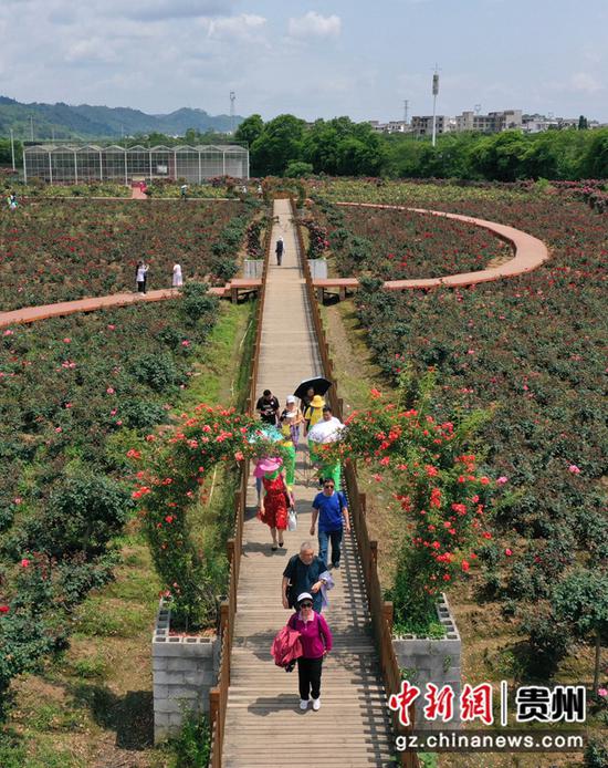 5月8日，游客倘佯在贵州黔南布依族苗族自治州好花红镇好花红玫瑰产业园内(无人机拍摄)。
