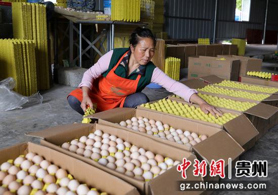 务川：自动化蛋鸡养殖助推乡村振兴