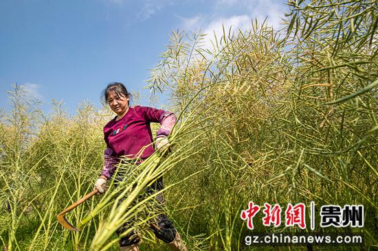 2022年5月8日，贵州省黔西市洪水镇解放村村民收割油菜籽。