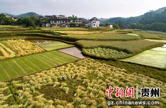 2022年5月8日，贵州省黔西市洪水镇解放村村民收割油菜籽（无人机照片）