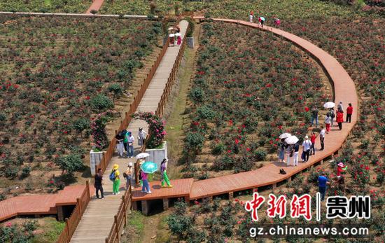 5月8日，游客在贵州黔南布依族苗族自治州好花红镇好花红玫瑰产业园赏花(无人机拍摄)。