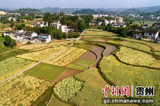 2022年5月8日，贵州省黔西市洪水镇解放村村民收割油菜籽（无人机照片）。
