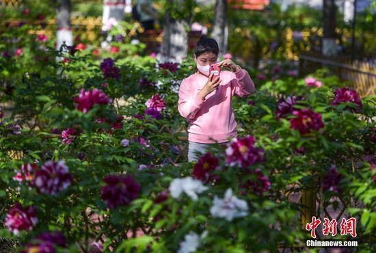 5月8日，新疆烏魯木齊，盛開的牡丹花吸引市民觀賞拍照。近日，烏魯木齊紅山公園種植的60余個品種的牡丹花陸續開放。 中新社記者 劉新 攝