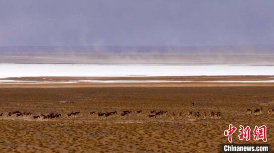 擅长奔跑的藏野驴也发挥着它们的“特长”，在辽阔的草原上自在奔跑。　陈国权　摄