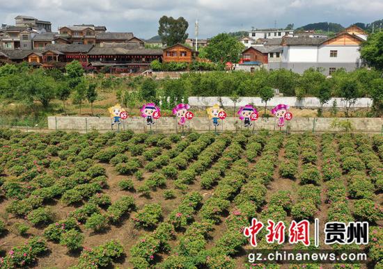 5月8日，贵州黔南布依族苗族自治州好花红镇好花红玫瑰产业园局部(无人机拍摄)。