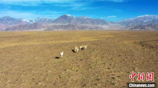 藏羚羊“准妈妈”们正三五成群的往集中产羔地进发。　陈国权　摄