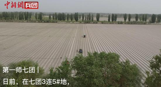 实拍新疆兵团南部机械化种植辣椒