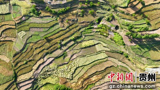 5月10日，贵州省大方县长石镇杨柳社区成熟的连片麦田（无人机图片）。周训贵 摄