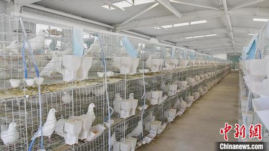 皮山农场肉鸽养殖场现有鸽舍4个，鸽子7000多对。　邹华侨 摄