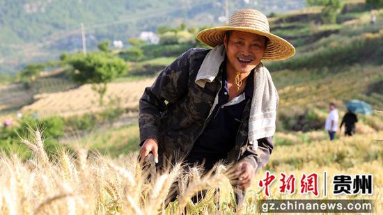 5月10日，贵州省大方县长石镇杨柳社区村民在收割成熟的小麦。王定超摄