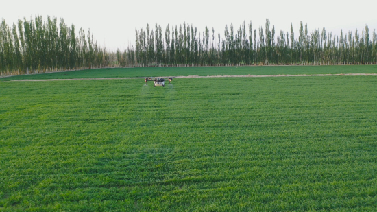 新疆尉犁：無人機助力2.1萬畝小麥病蟲害防治