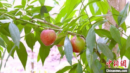 四十九團一連職工張中飛種植的油桃獲豐收。　肖潔　攝
