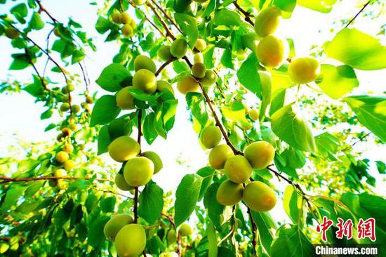 目前，托克逊县种植各类杏树10余万亩 胡国凯 摄