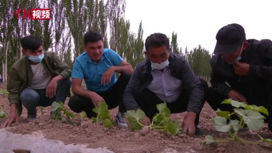 新疆伽師縣：一地兩種助農增收