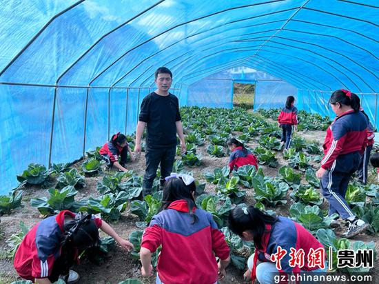 近日，贵州省遵义市正安县流渡镇白石小学把学生劳动教育实践课搬到田间地头。