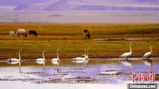连日来，中国最大的高山草甸草原——新疆和静县巴音布鲁克草原数十万只鸟类进入孵化季。高那清 摄