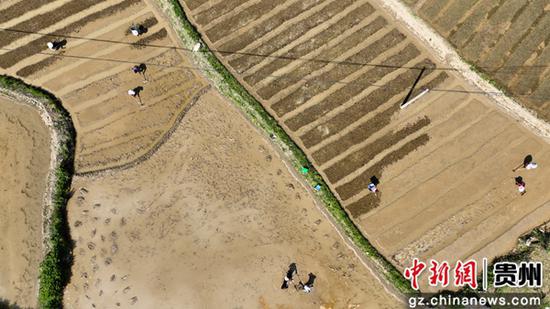 贵州省大方县长石镇长青村村民正在种植海花草。周训贵 摄