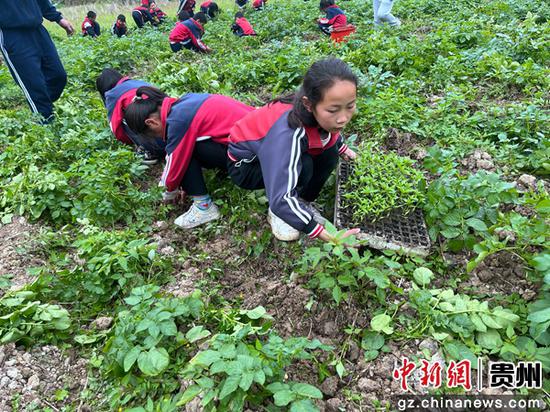 近日，贵州省遵义市正安县流渡镇白石小学把学生劳动教育实践课搬到田间地头