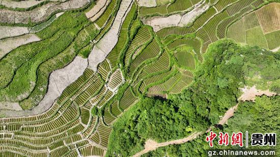 贵州省大方县长石镇长青村海花草种植基地航拍。周训贵 摄
