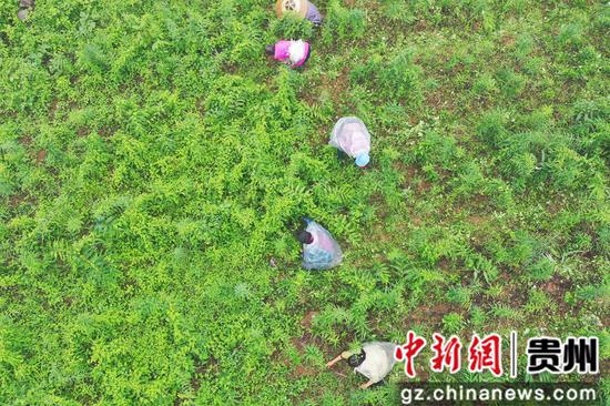 贵州江口：中药材产业助农就业增收