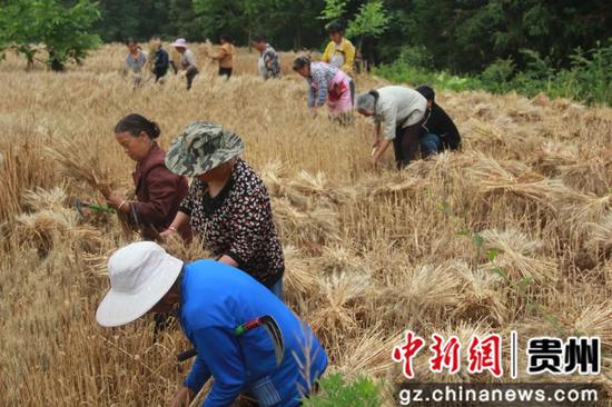 贵州织金：风吹麦田千层浪 万亩小麦大丰收