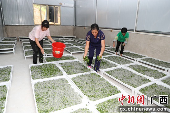 南乡镇大沙村经济能人回乡建设桑蚕产业示范园,助村集体经济发展 黄汝德 摄