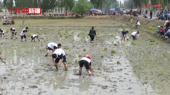 新疆温宿县举办插秧节 青少年体验千年农耕