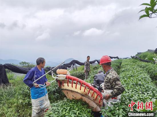 中国抹茶热销海外 带动茶农增收