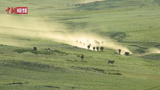 新疆阿勒泰：草原泛綠羊馬歡騰