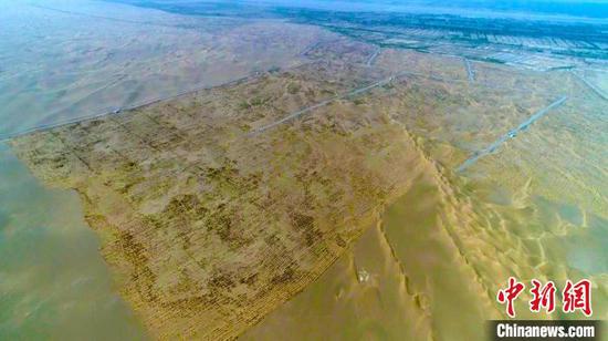 新疆且末大漠深處8.3萬畝大蕓花開 生態經濟獲雙贏