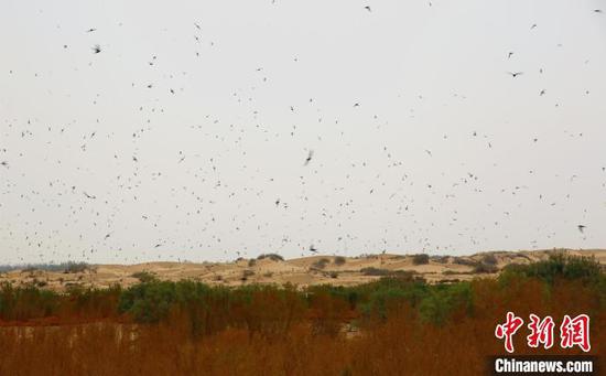新疆塔克拉瑪干沙漠邊緣現奇觀：上千只燕子展翅呢喃