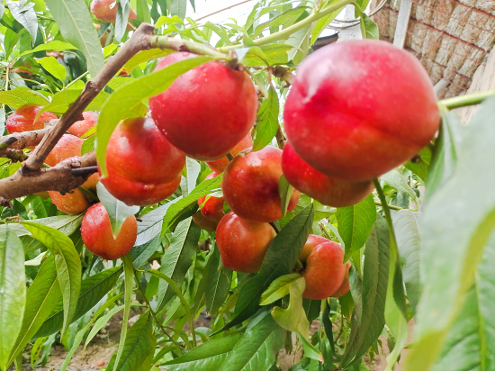 察布查爾縣：大棚油桃“搶鮮”上市 果農“桃”金致富