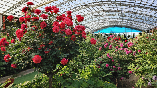 5月13日，察布查尔锡伯自治县良繁场“玫瑰花园”局部。华岩明摄