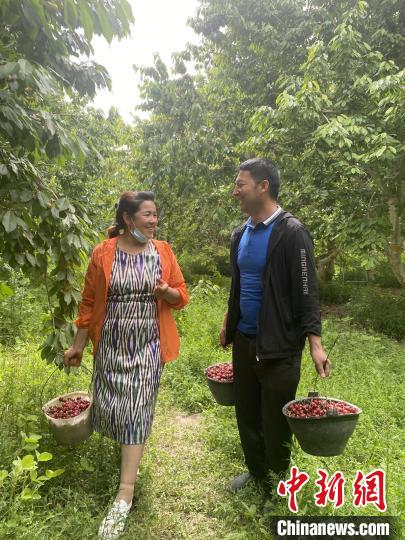 新疆喀什地区莎车县4.5万亩樱桃全面成熟进入采摘季。　何娅娅　摄