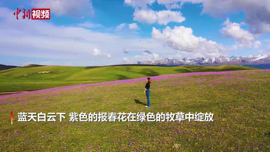 报春花绽放在新疆伊犁河谷 如紫色花海