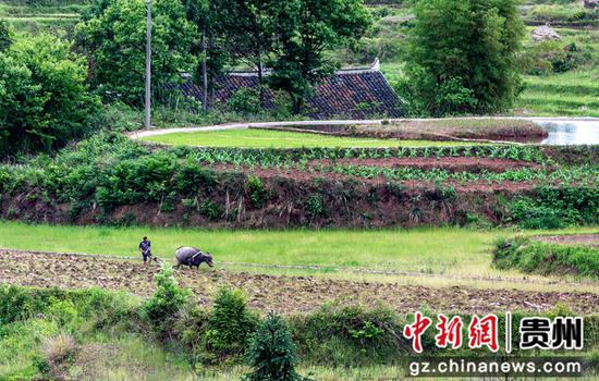 村民在贵州省黔西市锦星乡洪湖村梯田耕地。