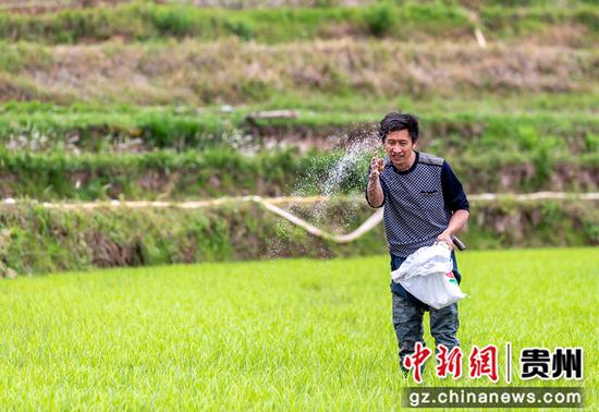 村民在贵州省黔西市锦星乡洪湖村梯田给秧苗施肥。
