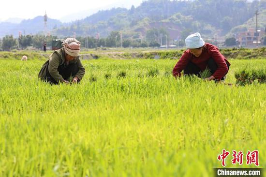 农户在车江坝区高标准农田移栽水稻秧苗。　瞿宏伦 摄