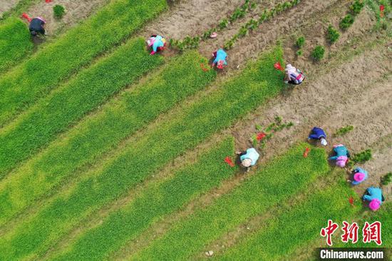 航拍农户在车江坝区高标准农田移栽水稻秧苗。　瞿宏伦 摄