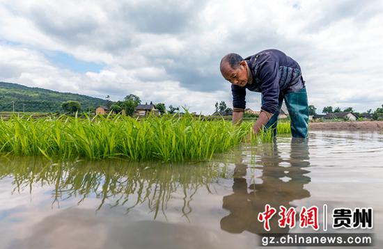 村民在贵州省黔西市锦星乡洪湖村梯田管护秧苗。