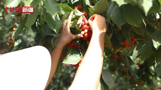 新疆喀什市千亩樱桃成熟 游客乐 果农富