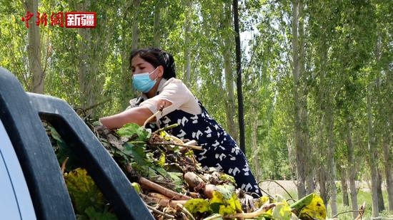 新疆烏什縣：1.3萬棵蓮藕 助力鄉村振興