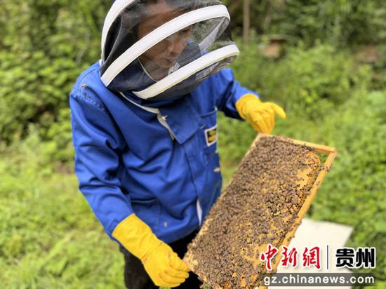 养殖户张军在养蜂基地查看蜂蜜产蜜情况 邱瑛 摄