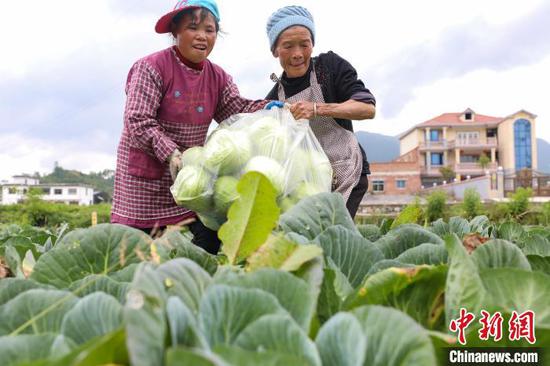 农户在贵州贵定昌明镇白马村的蔬菜种植基地收割莲花白。　瞿宏伦 摄
