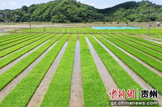 剑河：机械化插秧 水稻栽植更高效